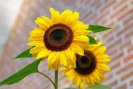 Portfolio Image